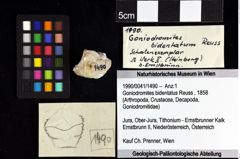 Foto (Objket + Etiketten) von Gastrosacus ernstbrunnensis (Bachmayer, 1945)